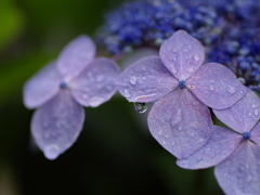 装飾花