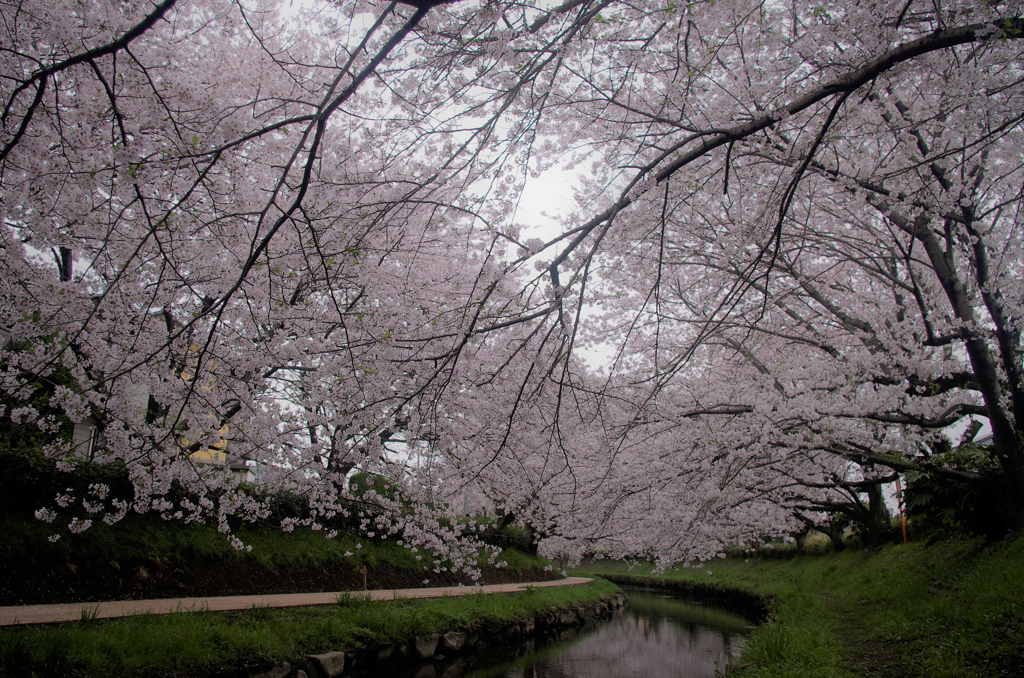 満天の桜