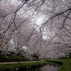 満天の桜