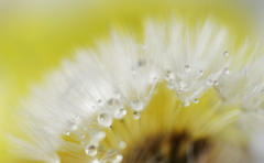 菜の花色の中