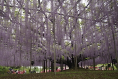 藤の雨