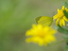 yellow＆yellow