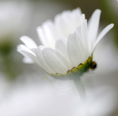 両手に花？