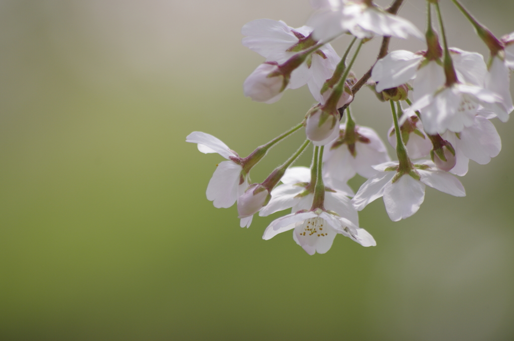 桜さくさく