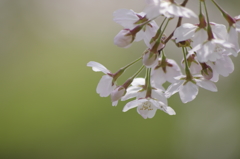 桜さくさく