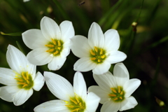Rain lily