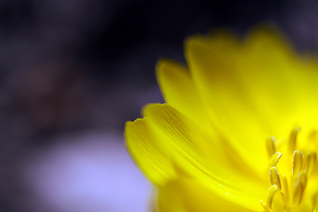 Amur adonis