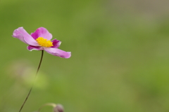 貴船菊