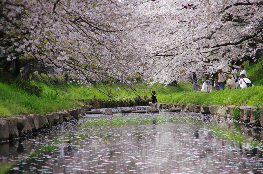 さくらさくら