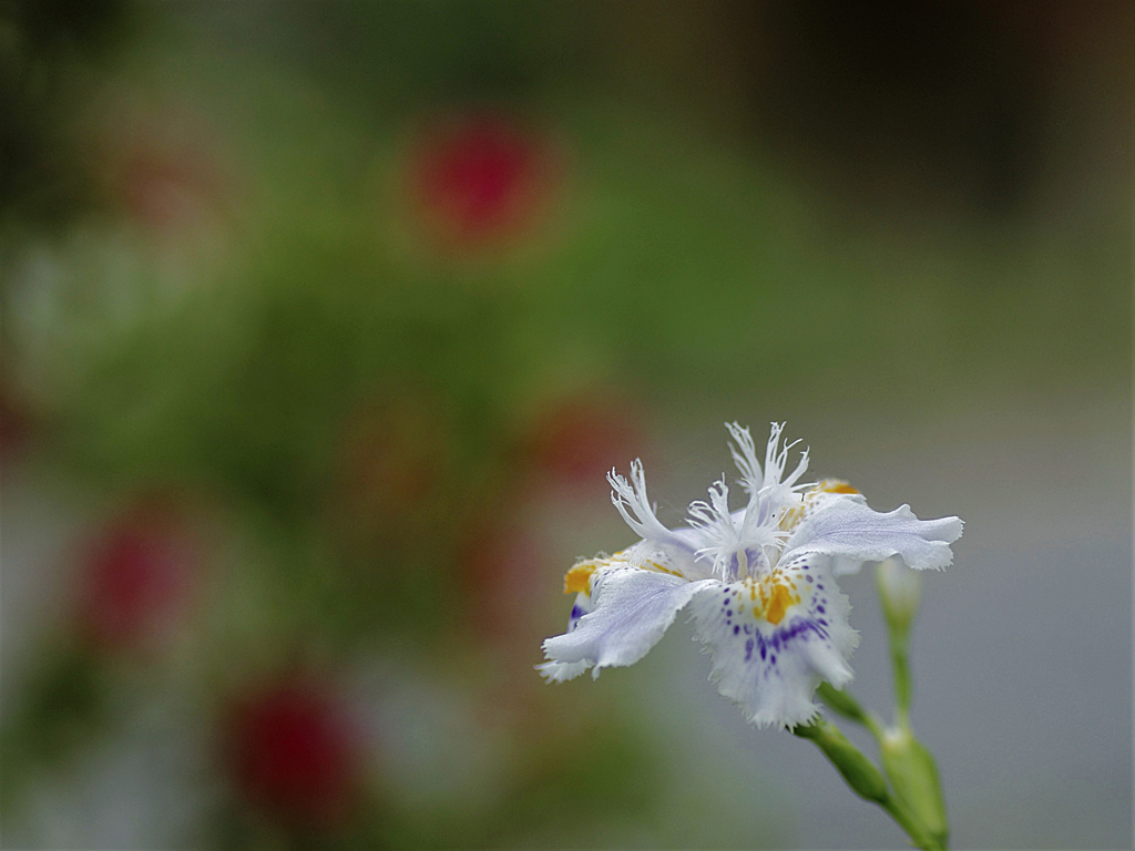 胡蝶花