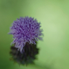 狐薊