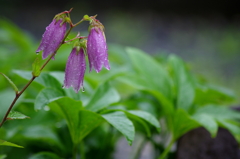 雨の日の蛍袋