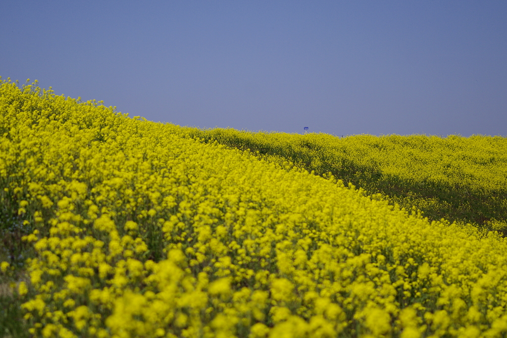 一面の菜の花
