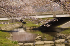 桜橋