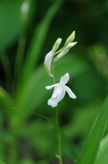 白花シラン