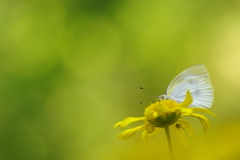 yellow　angel