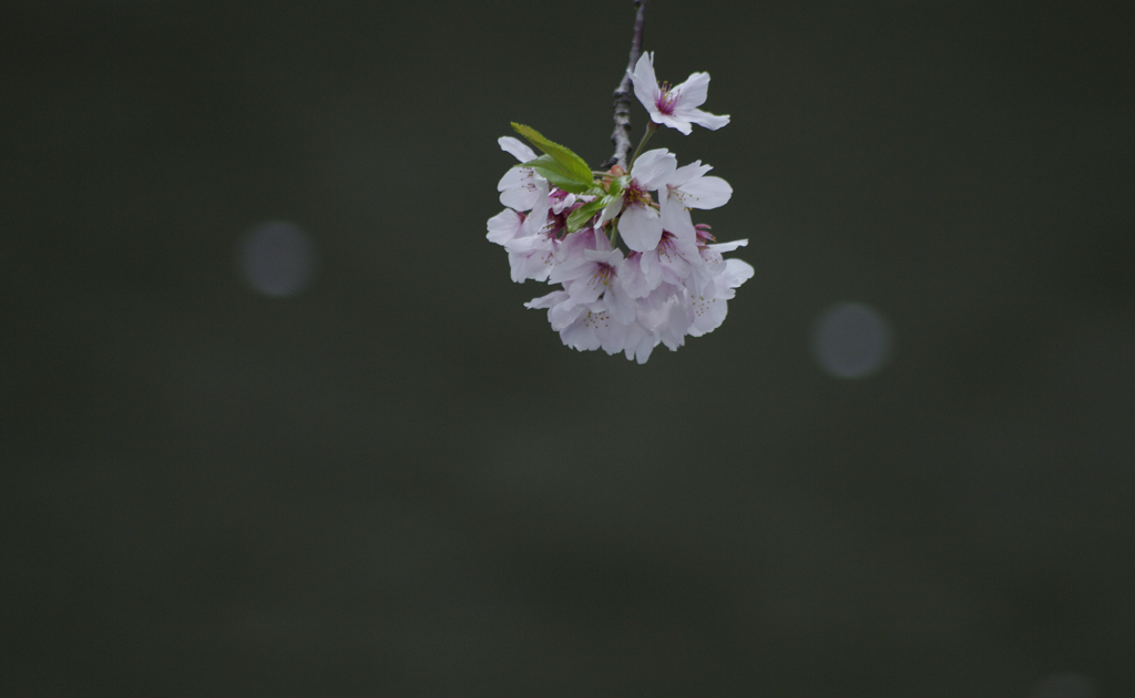 花飾り