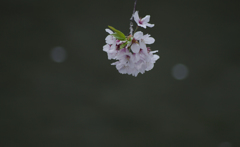 花飾り