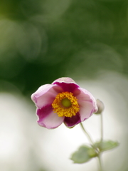貴船菊