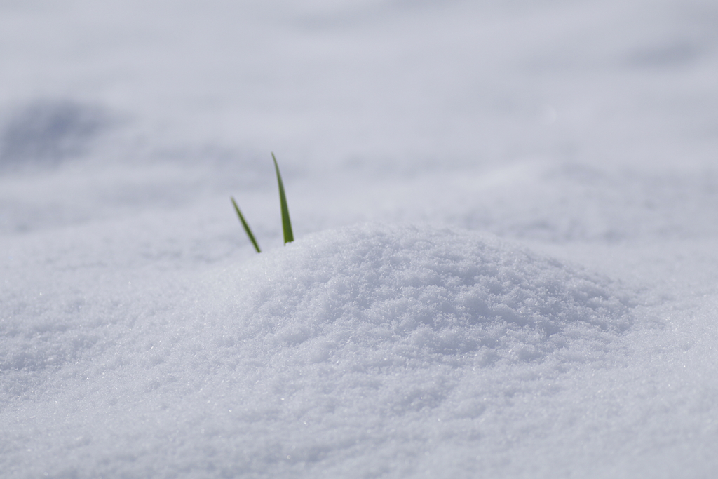 雪うさぎ