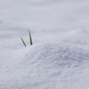 雪うさぎ