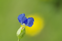 月草