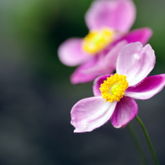 花びらのない花