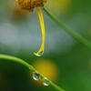 雨雫