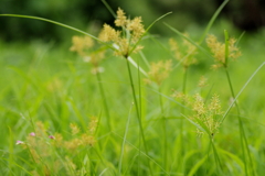 金色の花が咲いてた