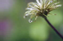 雨のシャワー 