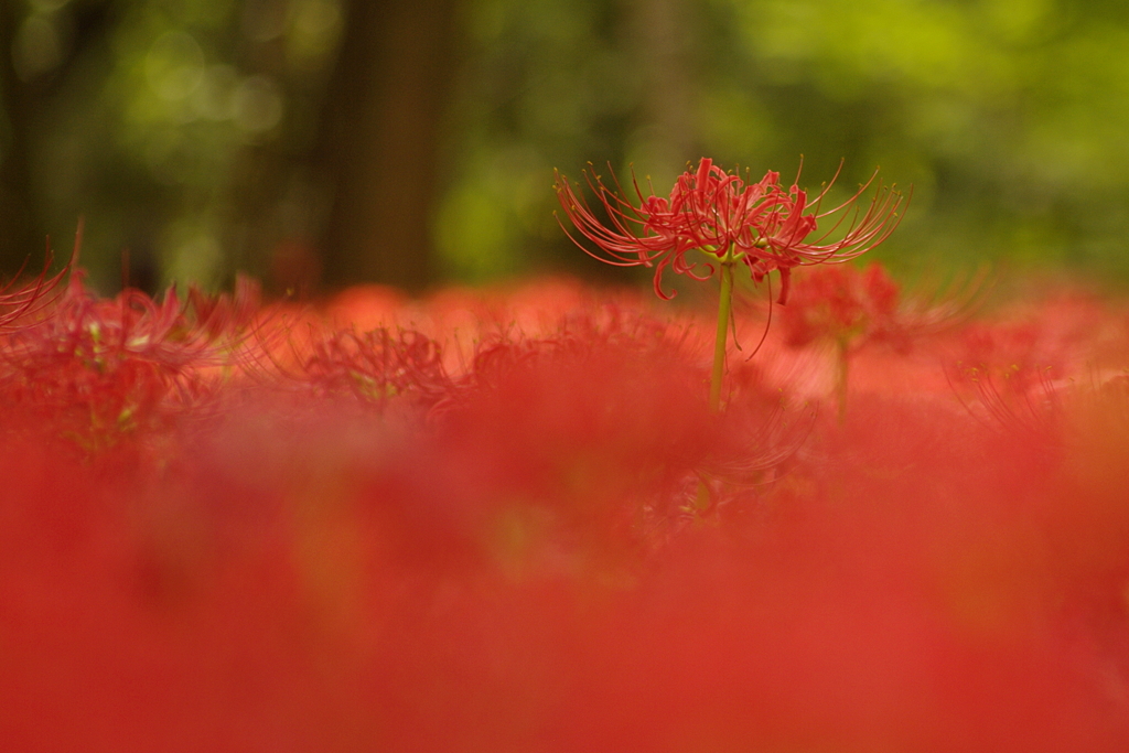 曼珠沙華