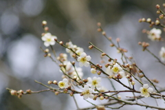 白梅の調べ