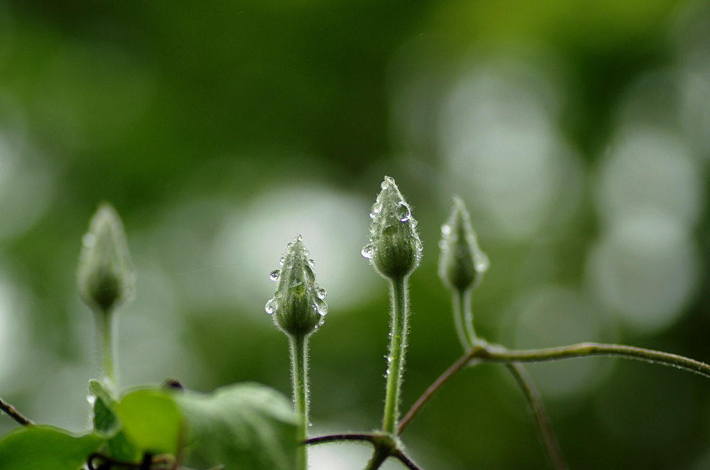 雨と光の粒