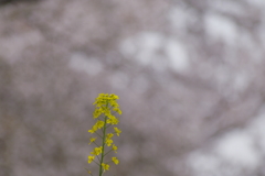 桜を見上げる菜の花