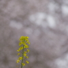 桜を見上げる菜の花