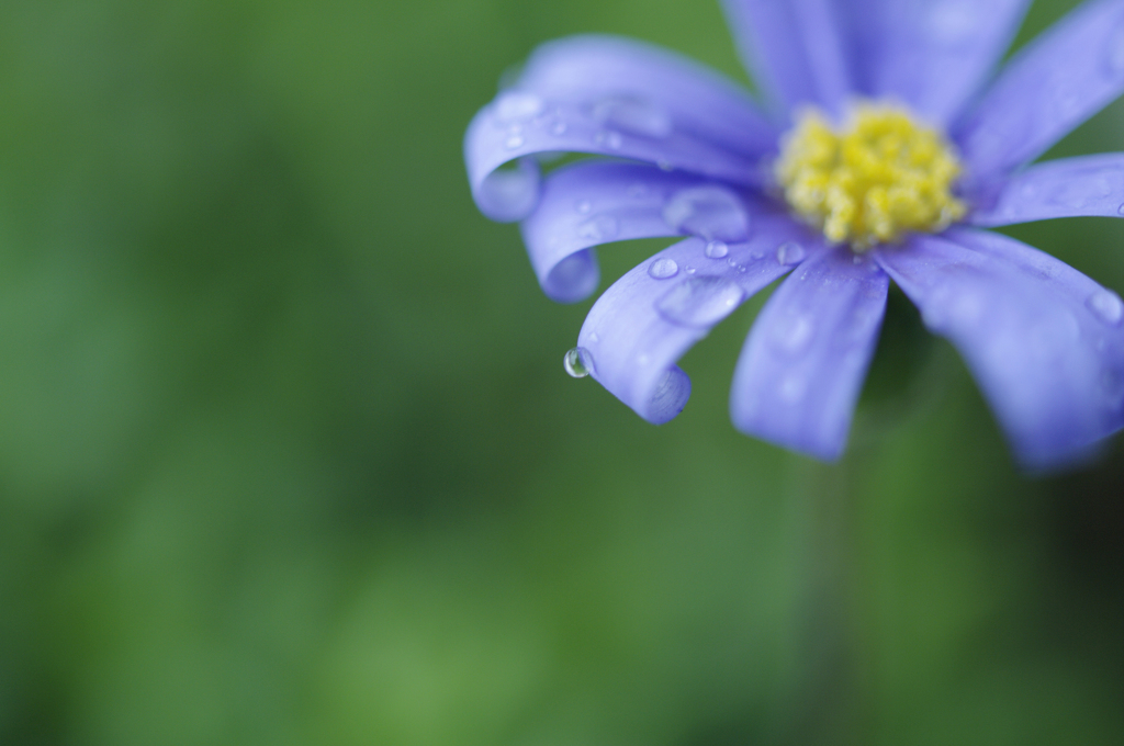 雨の日のぶるう