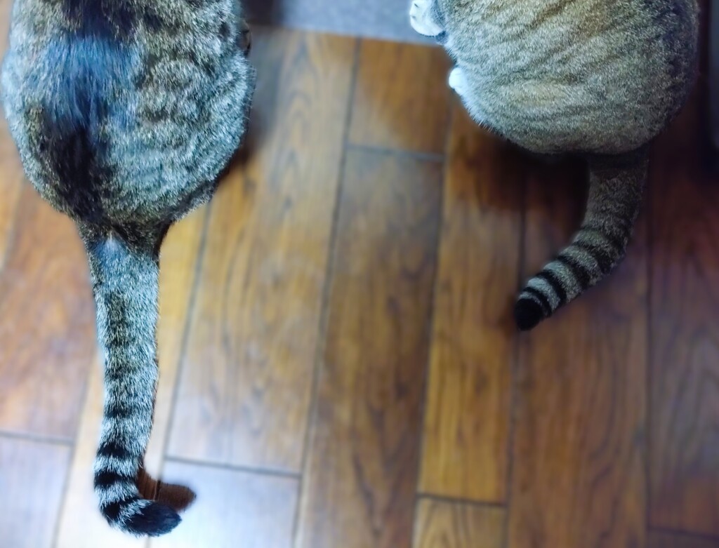 しっぽ