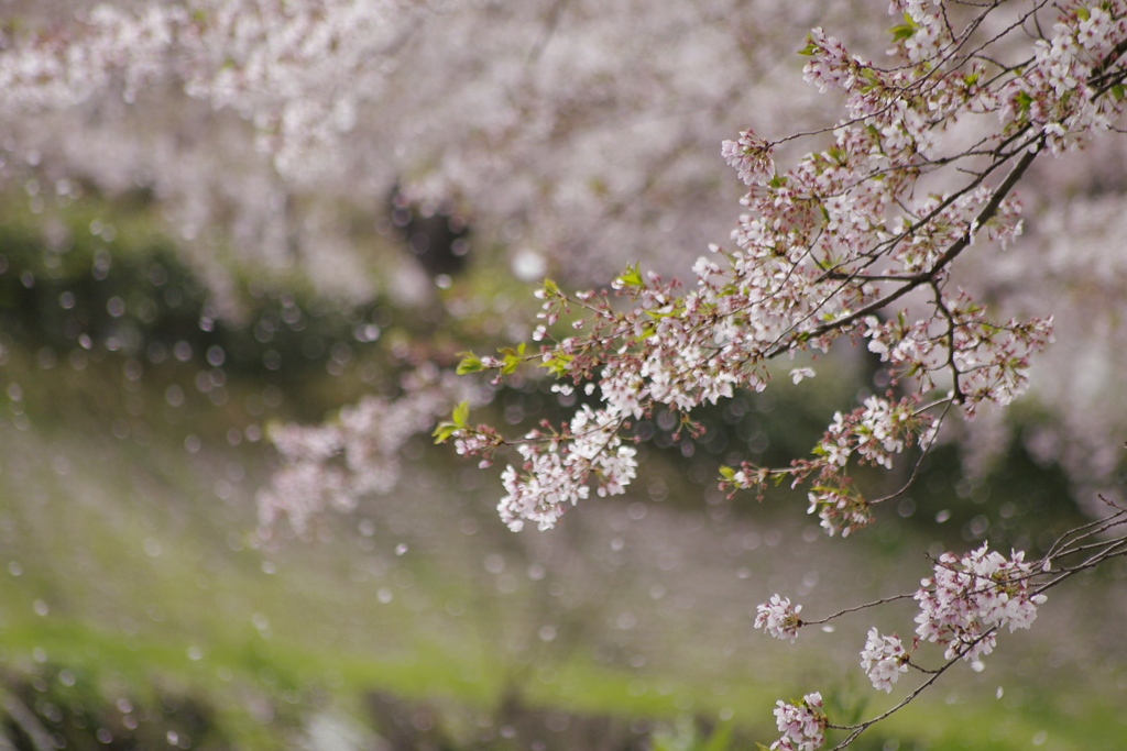 桜舞う