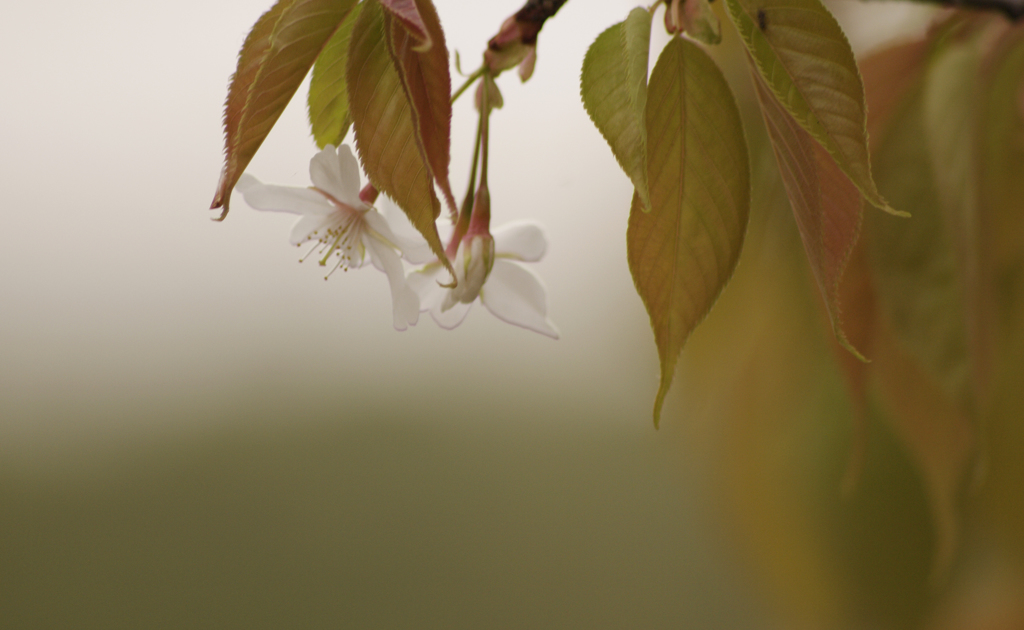 山桜
