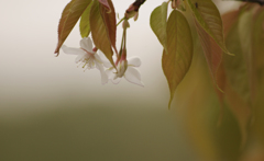 山桜