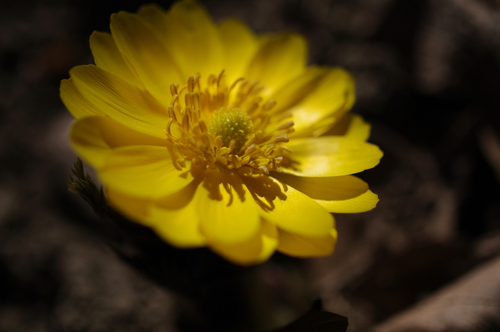 黄金色の花