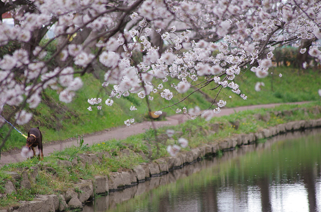 ワンもお花見