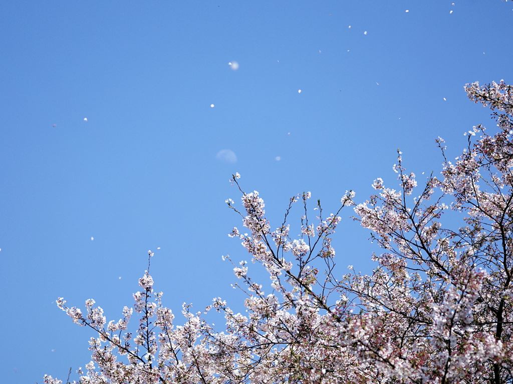 舞い上がる花びら