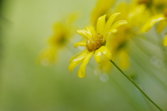 冷たい雨