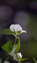 薔薇一族