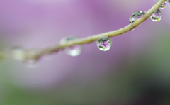 raindrop