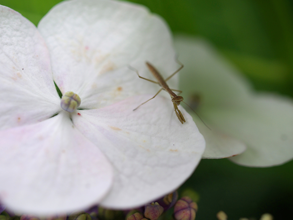 装飾花の上で