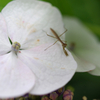 装飾花の上で