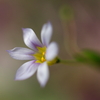小さな華