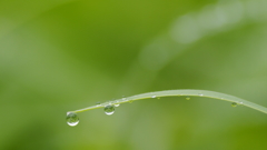 雨が降った朝